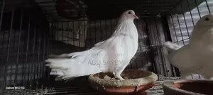 ধবধবে সাদা কিং কবুতর (Pure White King Pigeon) বিক্রয় হবে