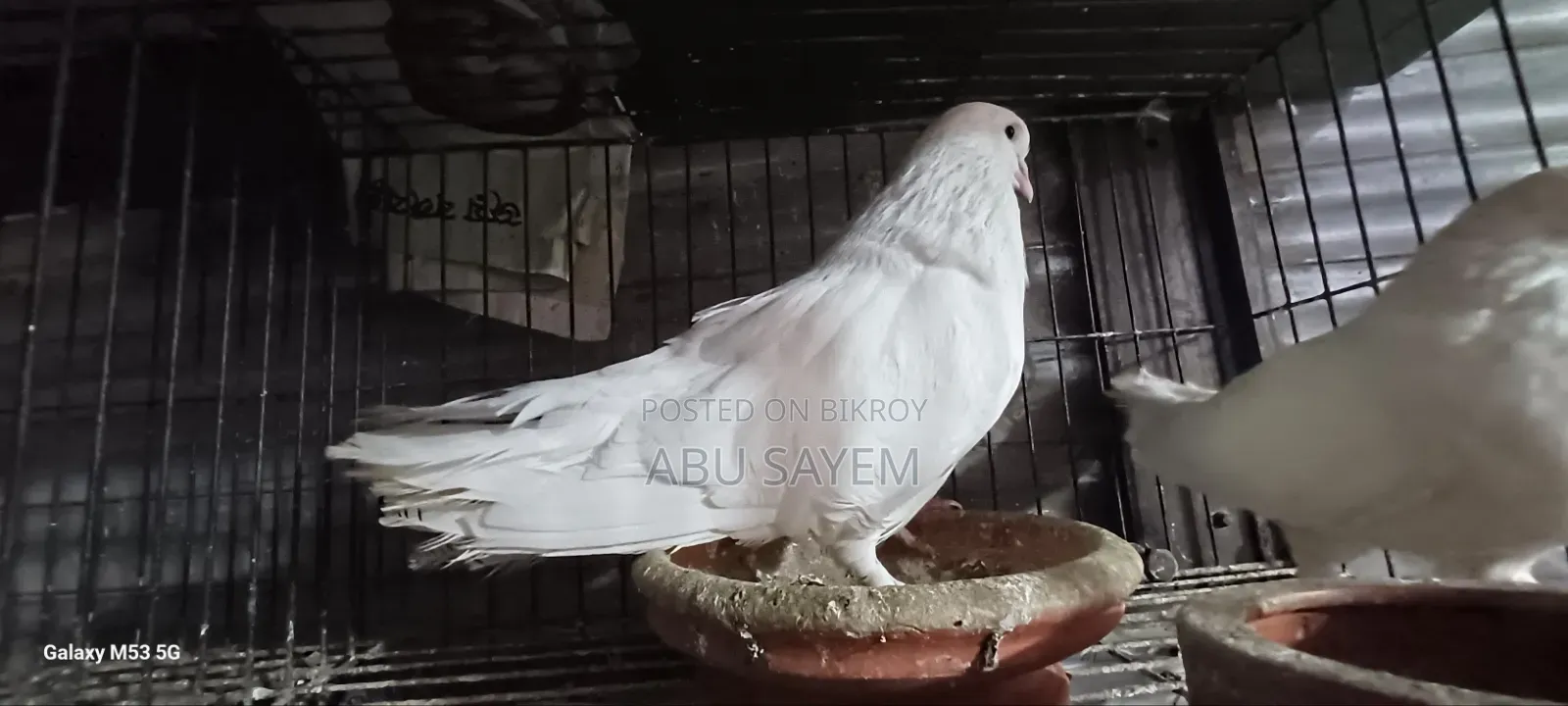 ধবধবে সাদা কিং কবুতর (Pure White King Pigeon) বিক্রয় হবে