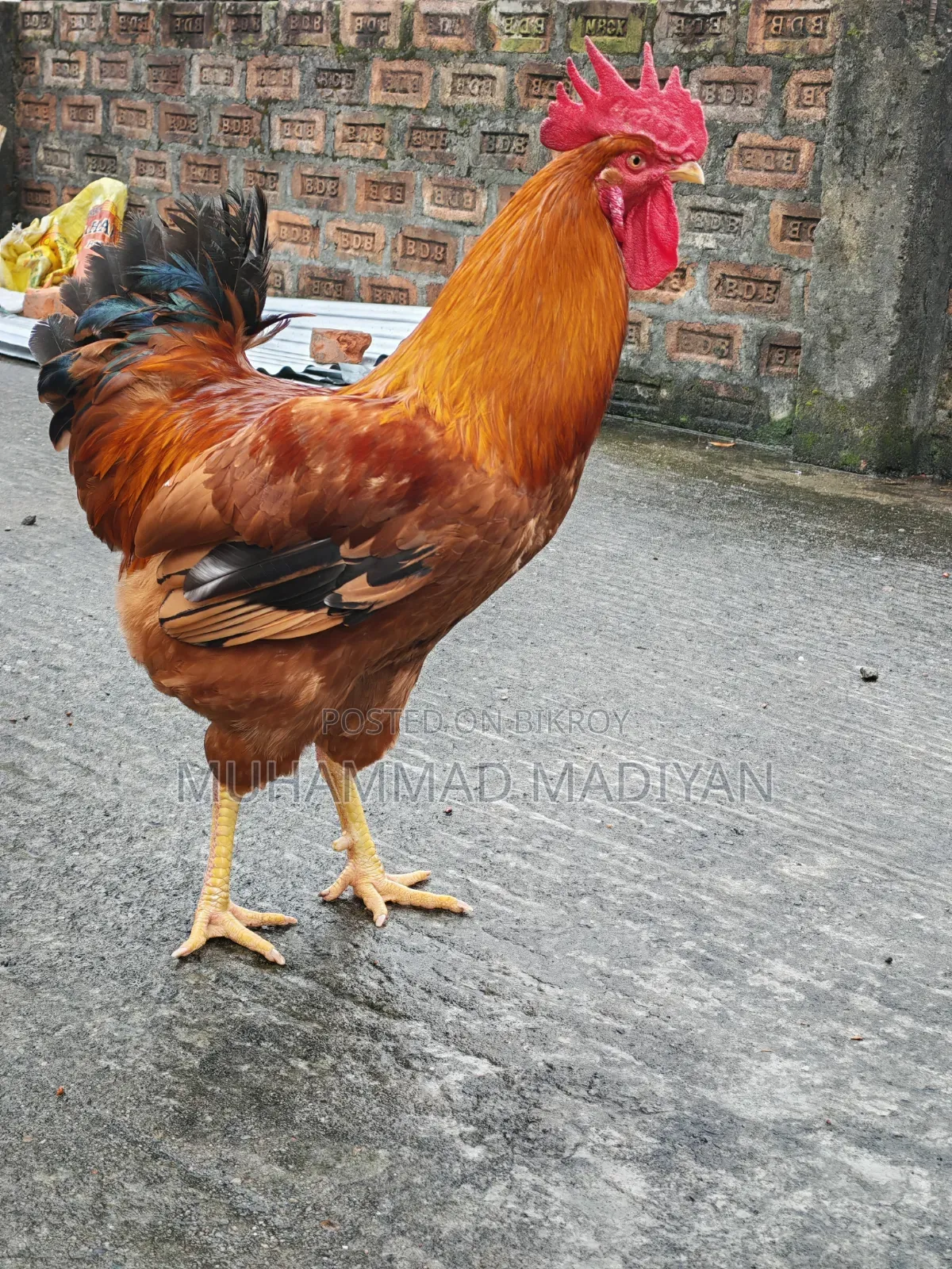 Tiger Chicken