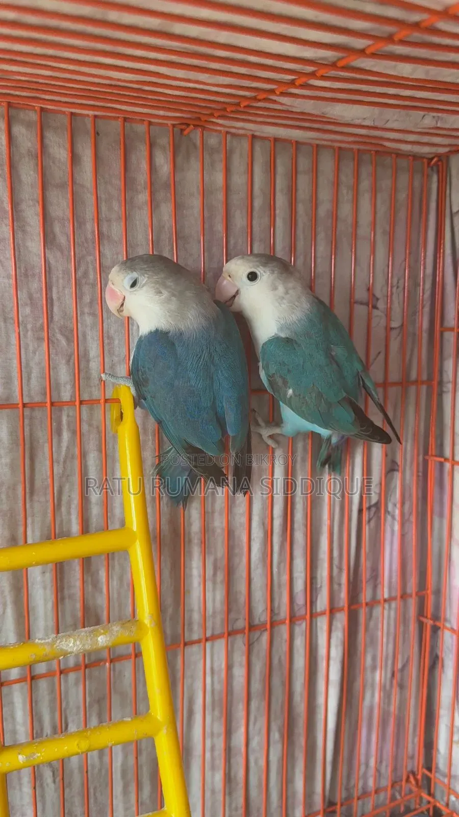 Lovebird Pair