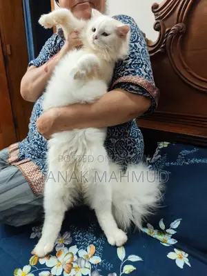 ৩-৬ মাসের পুরুষ বিশুদ্ধ পার্সিয়ান বিড়াল