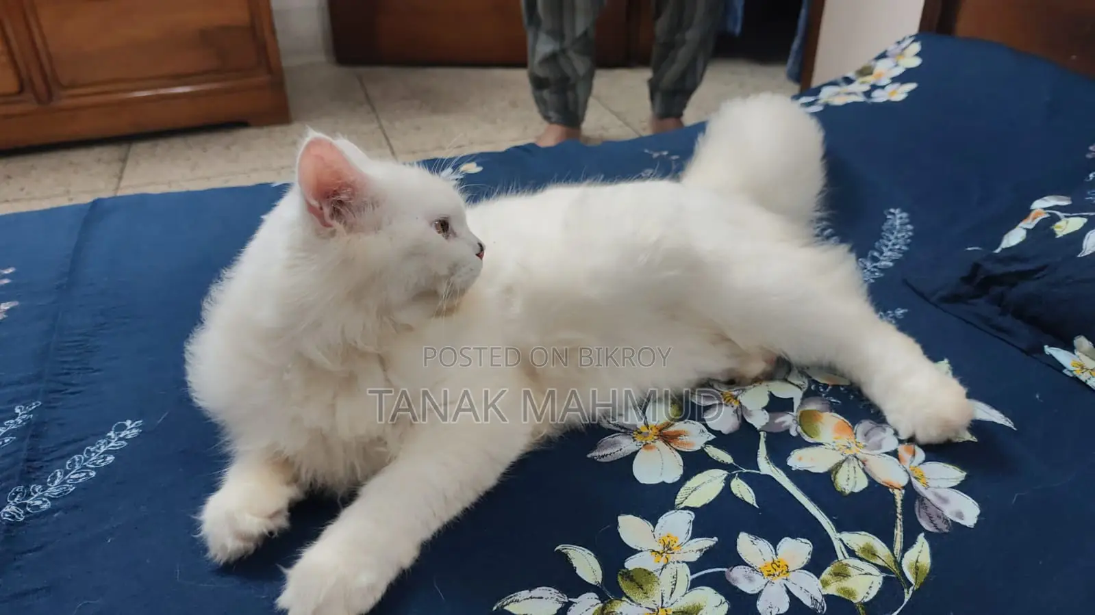 ৩-৬ মাসের পুরুষ বিশুদ্ধ পার্সিয়ান বিড়াল