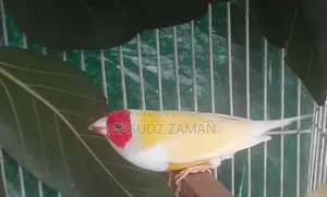 Golden Finch