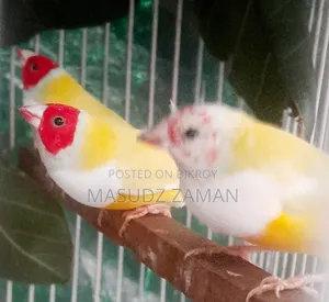 Golden Finch