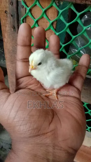 ব্লাকটেইল বেন্থাম মুরগির বাচ্চা সেল হবে
