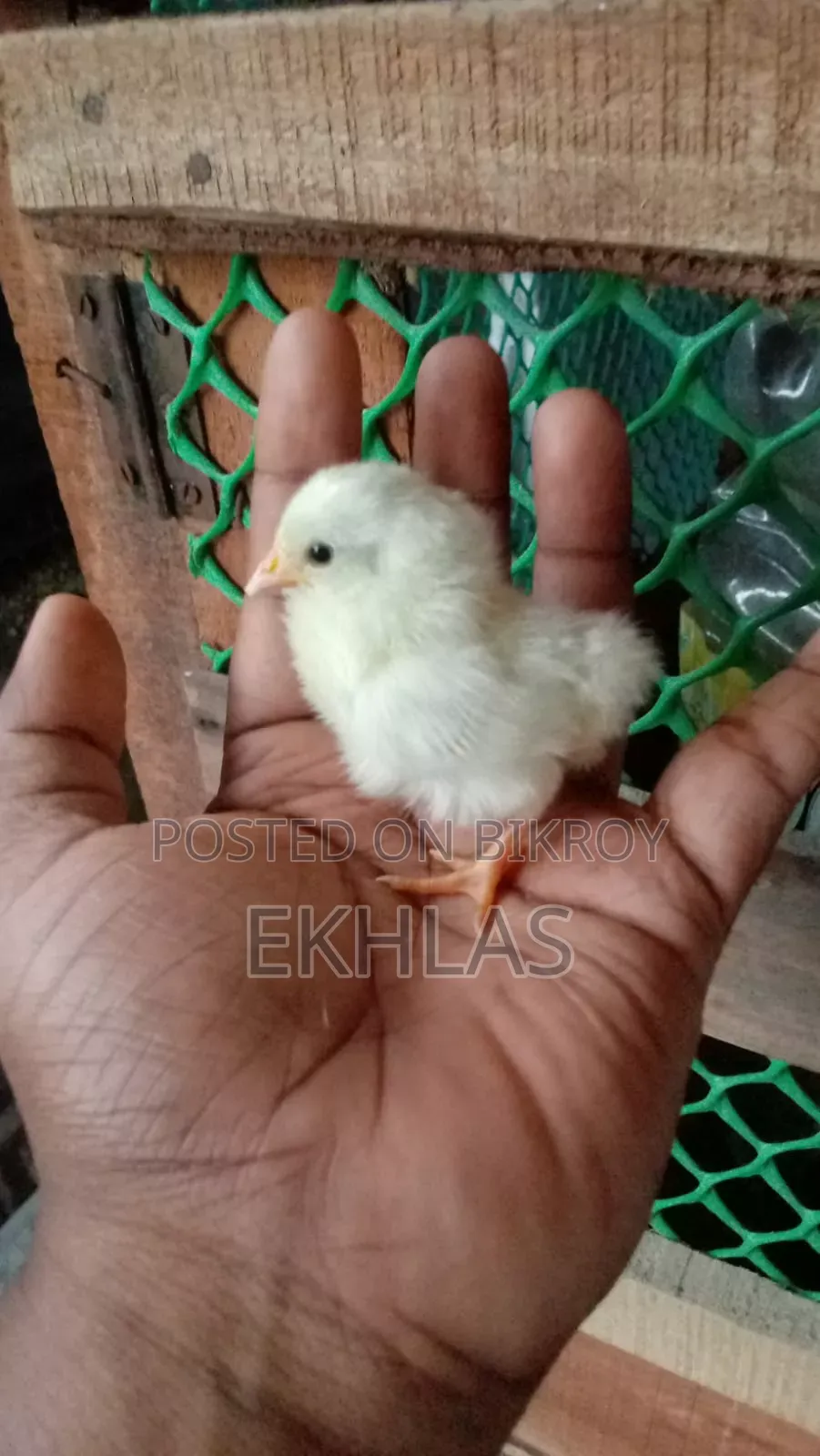 ব্লাকটেইল বেন্থাম মুরগির বাচ্চা সেল হবে