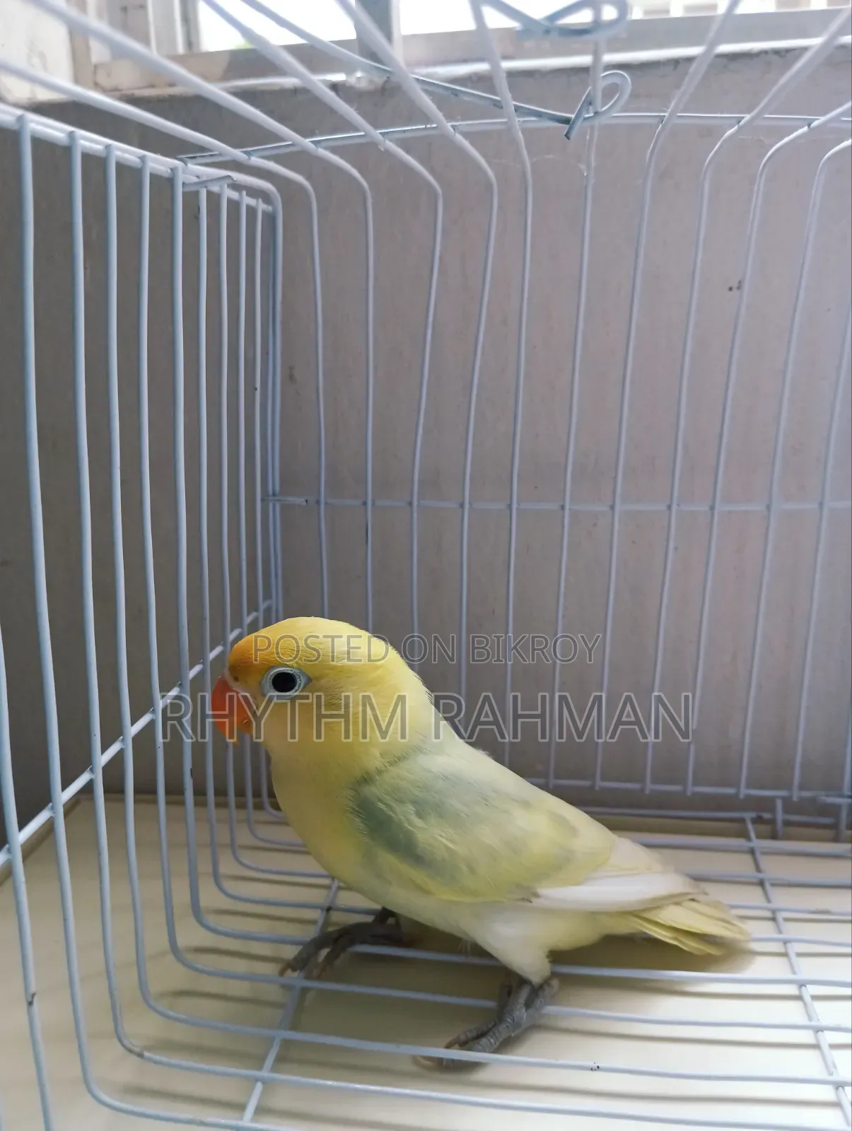 Love Bird Pastel Parblue Opaline