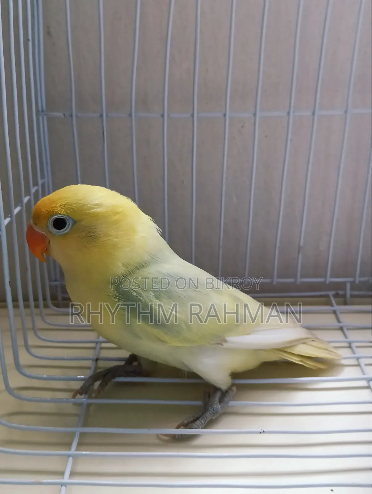 Love Bird Pastel Parblue Opaline