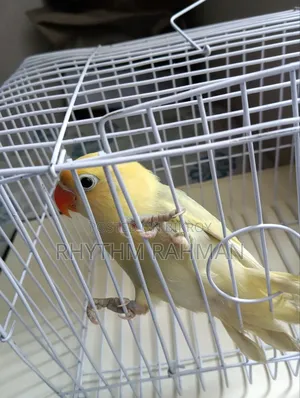 Love Bird Pastel Parblue Opaline