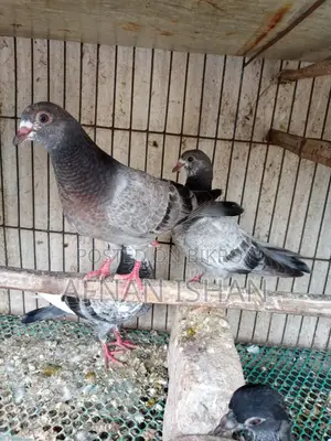 5 Pair of Baby Pigeons