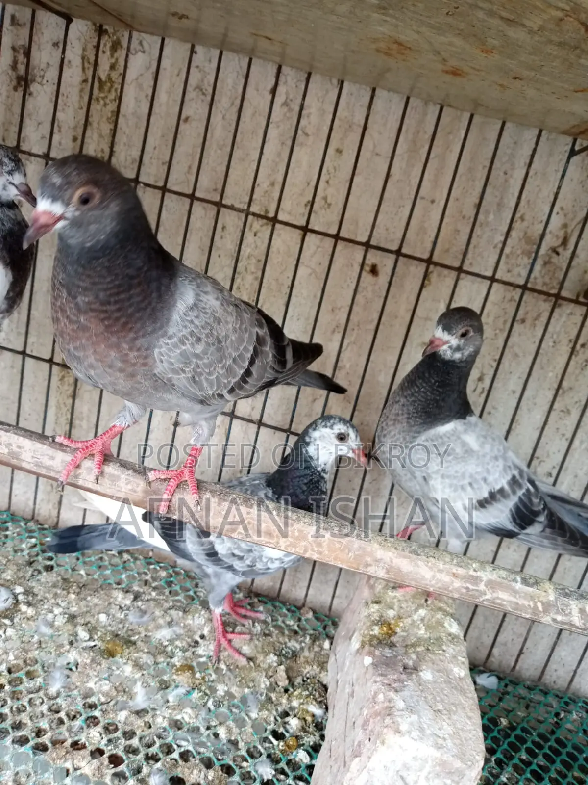 5 Pair of Baby Pigeons
