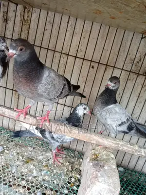 5 Pair of Baby Pigeons