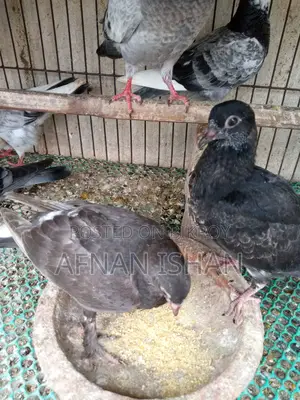 5 Pair of Baby Pigeons