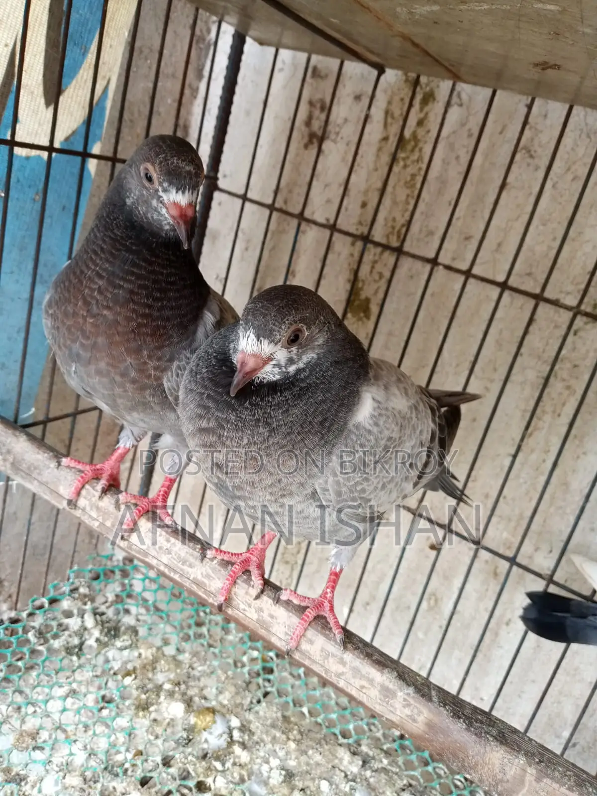 5 Pair of Baby Pigeons