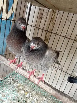 5 Pair of Baby Pigeons