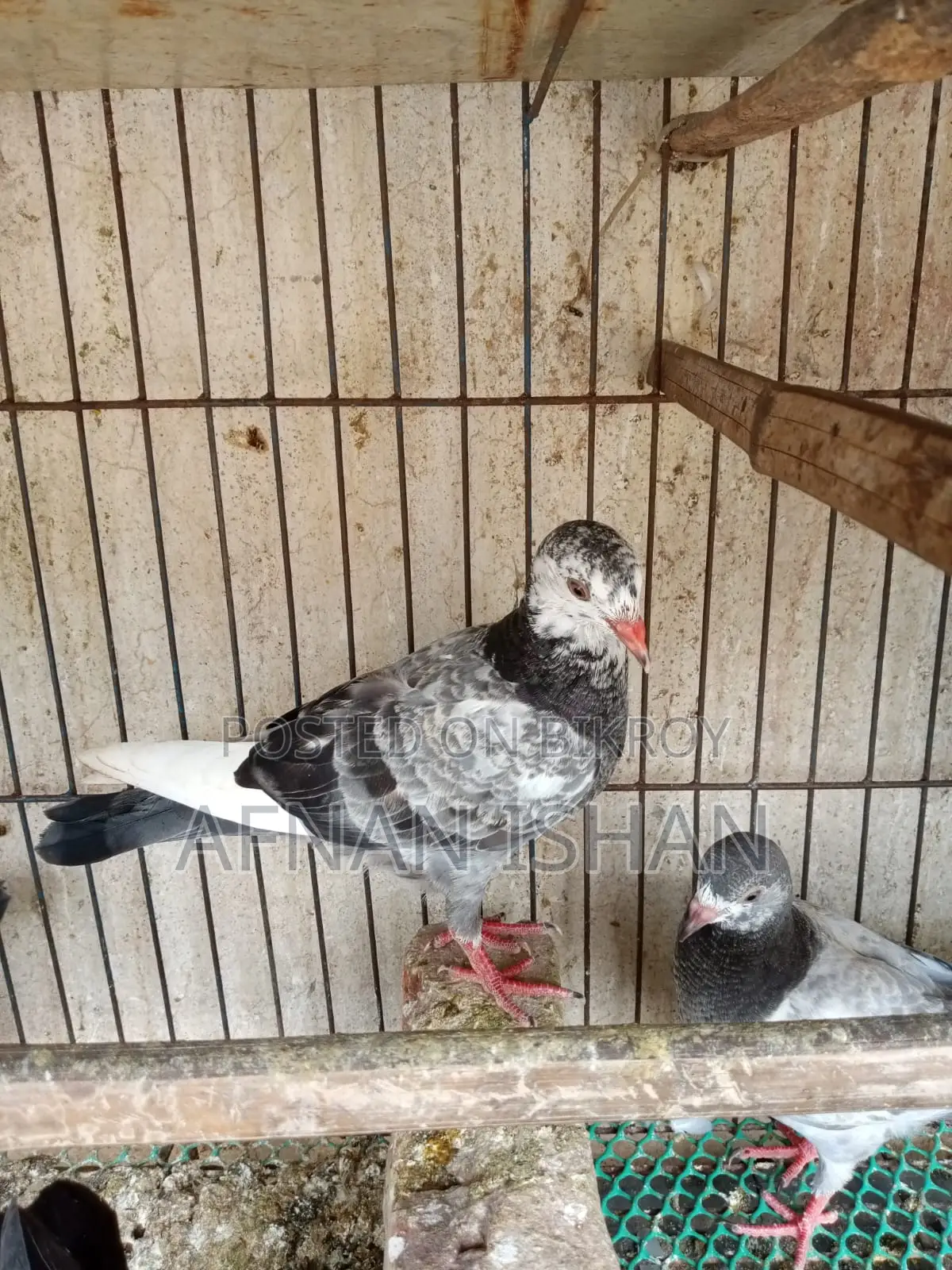 5 Pair of Baby Pigeons