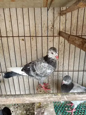 5 Pair of Baby Pigeons