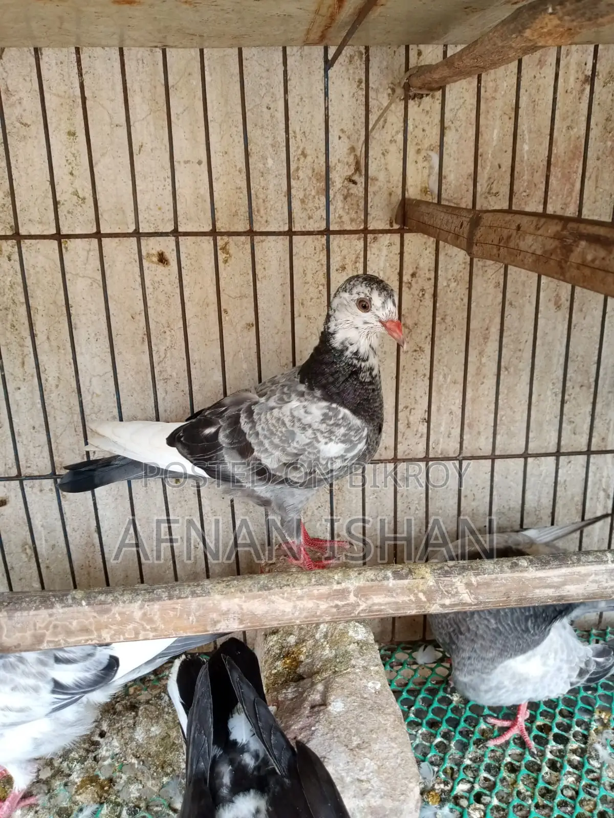5 Pair of Baby Pigeons