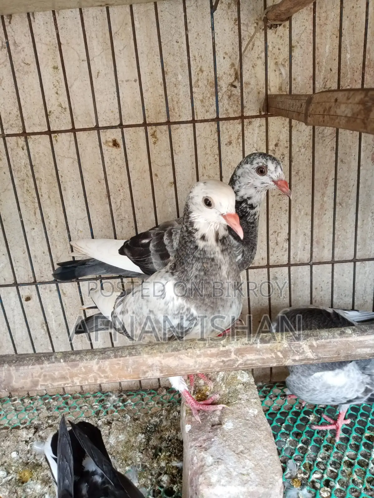 5 Pair of Baby Pigeons