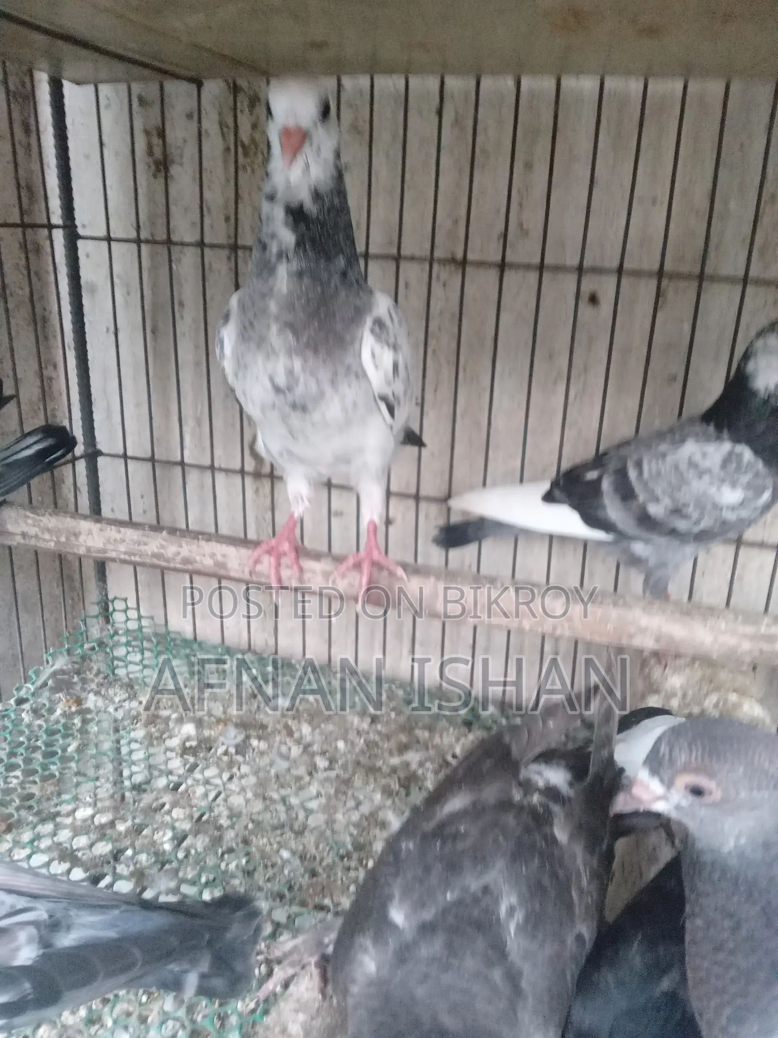 5 Pair of Baby Pigeons