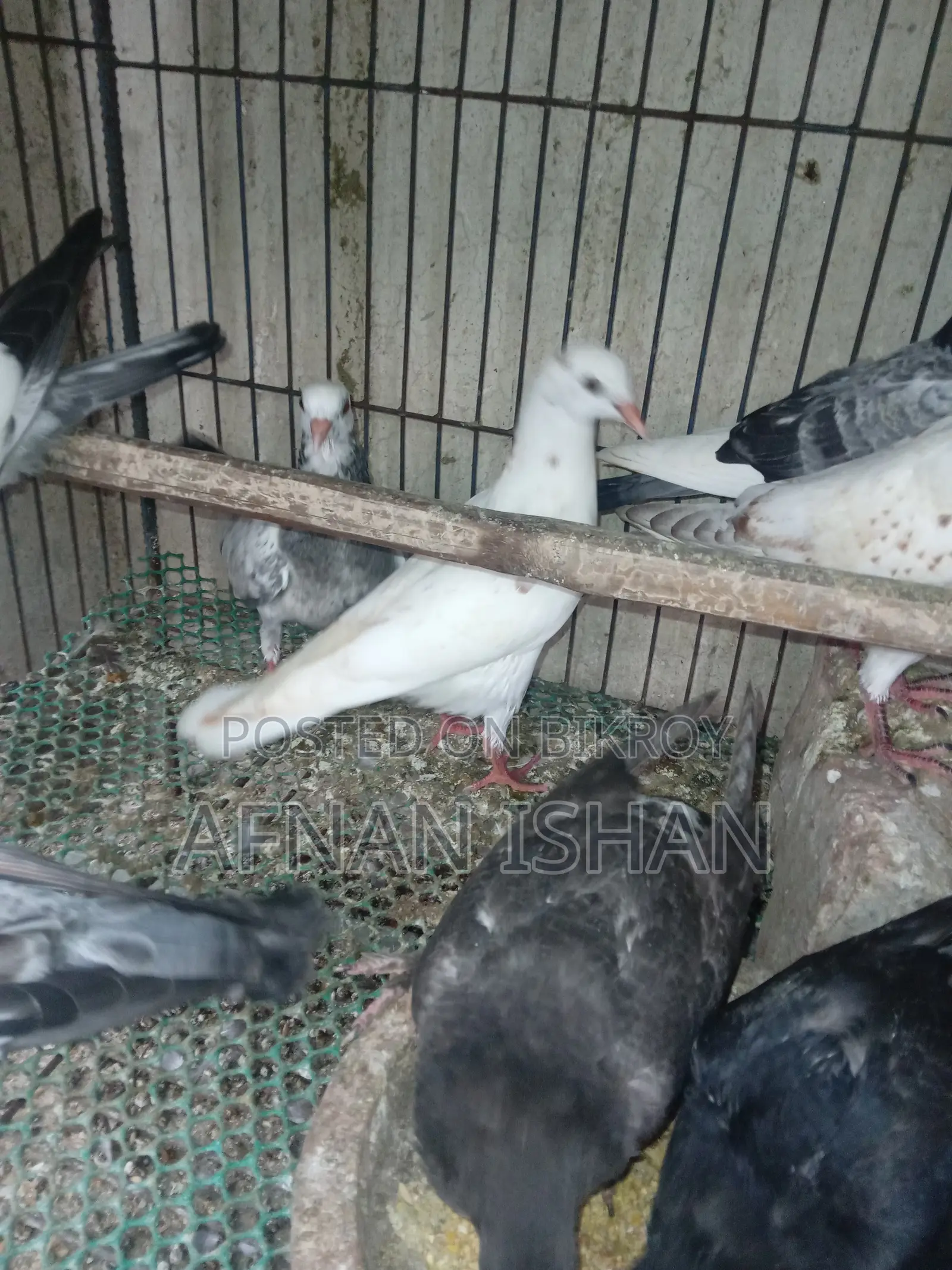 5 Pair of Baby Pigeons