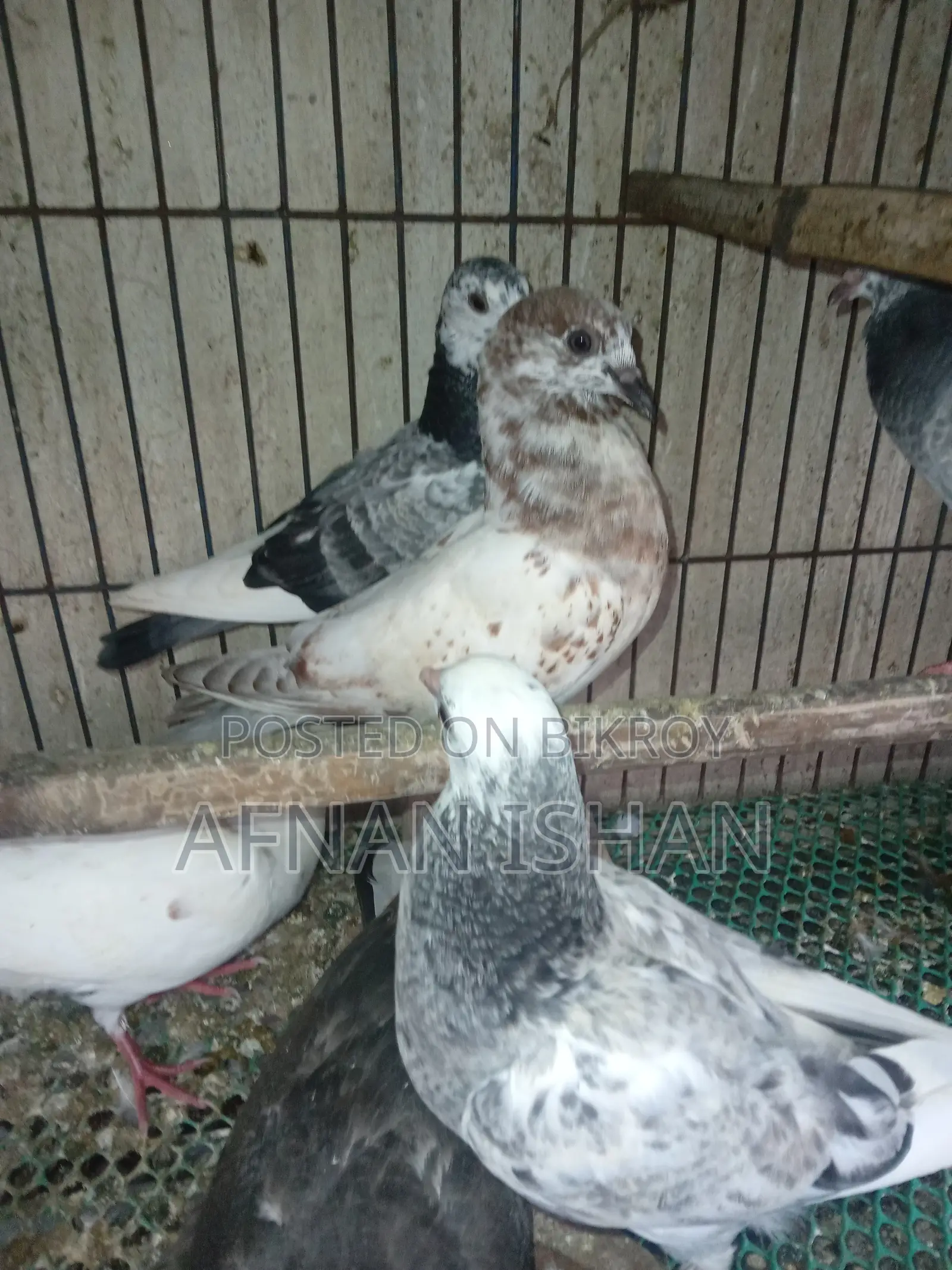5 Pair of Baby Pigeons
