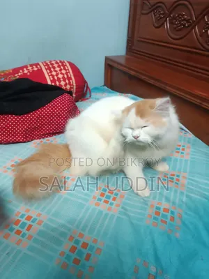 ৩-৬ মাস বয়সী ফিমেল পিওরব্রেড পার্সিয়ান