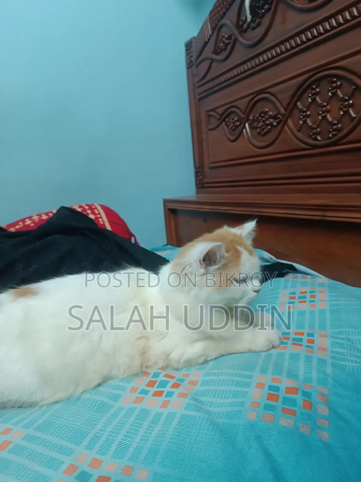 ৩-৬ মাস বয়সী ফিমেল পিওরব্রেড পার্সিয়ান