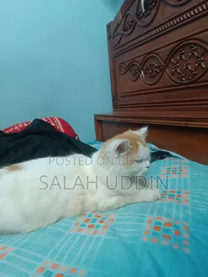 ৩-৬ মাস বয়সী ফিমেল পিওরব্রেড পার্সিয়ান