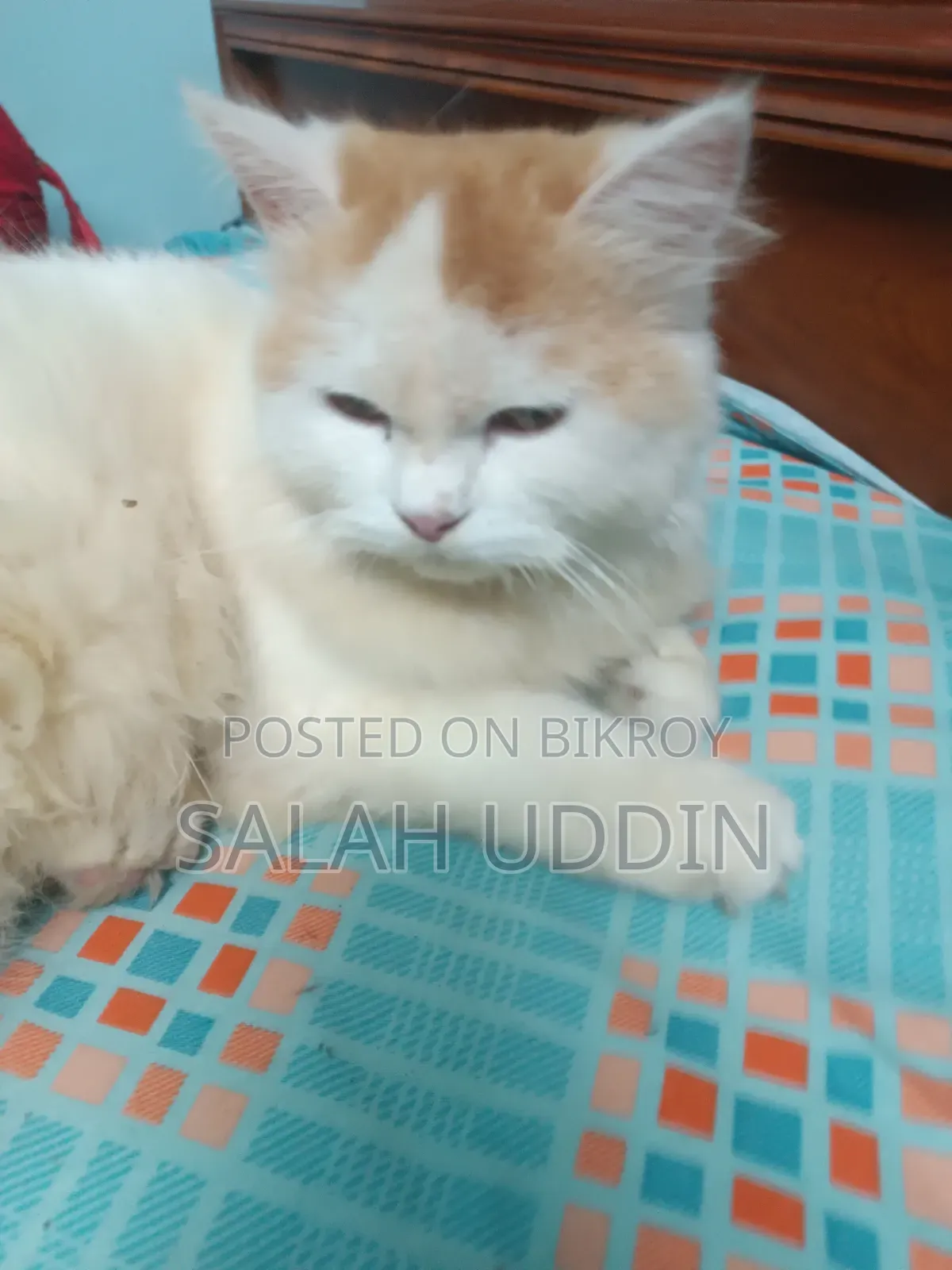 ৩-৬ মাস বয়সী ফিমেল পিওরব্রেড পার্সিয়ান
