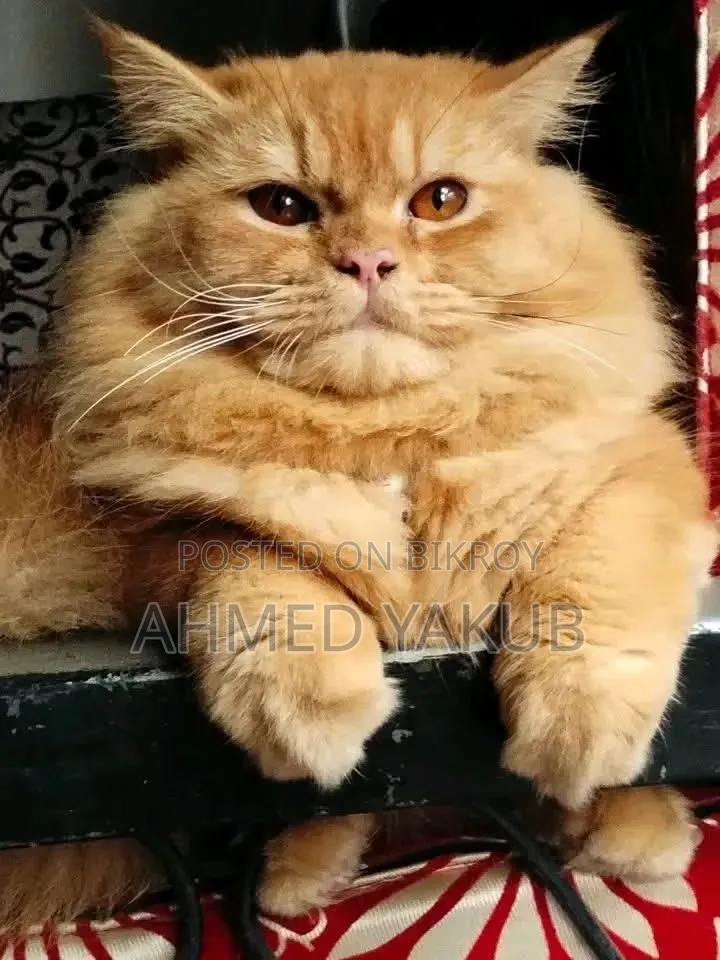 ৬-১২ মাস বয়সী পুরুষ বিশুদ্ধ পার্সিয়ান