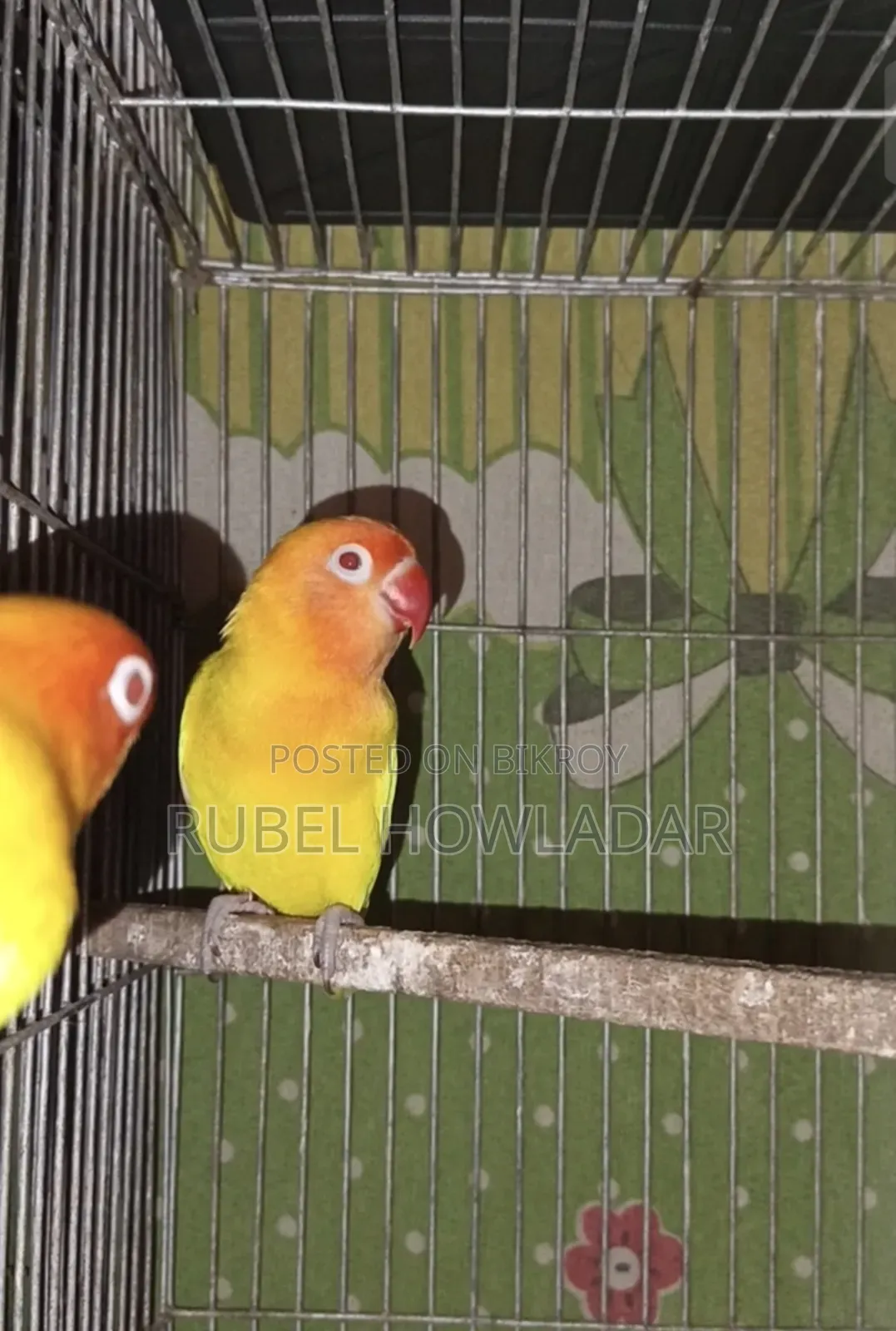 Lutino Red Eye Lovebird Pair