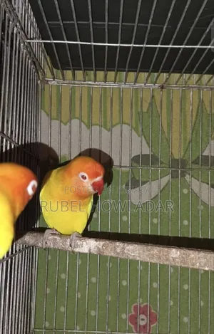 Lutino Red Eye Lovebird Pair