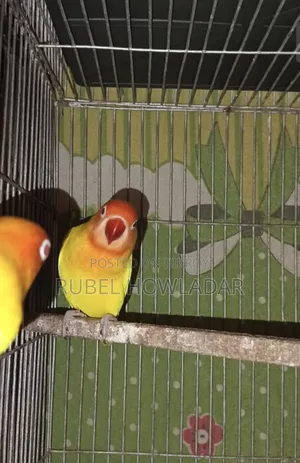 Lutino Red Eye Lovebird Pair