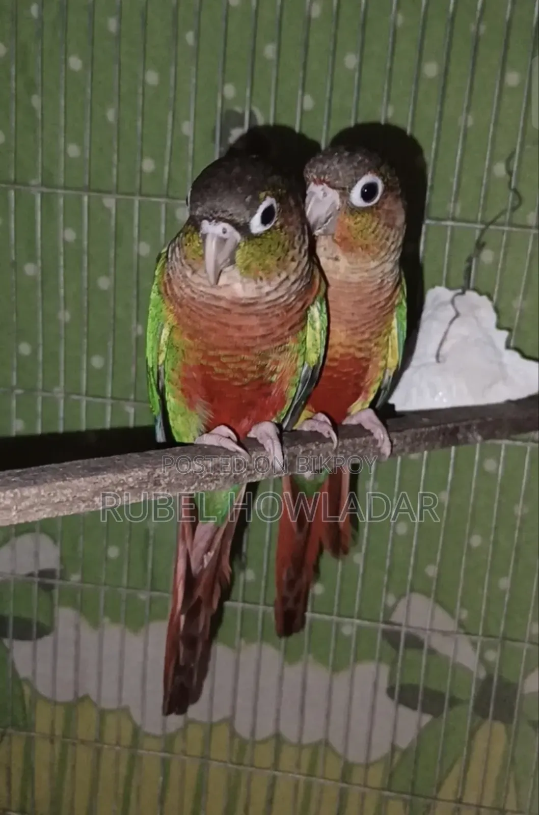 Green Cheek Conure Pair