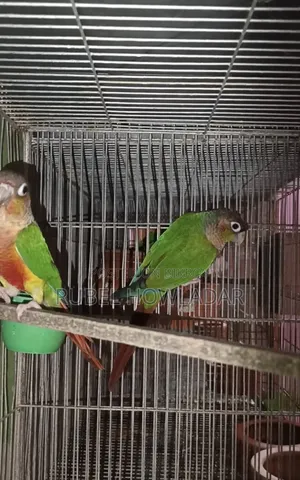 Green Cheek Conure Pair