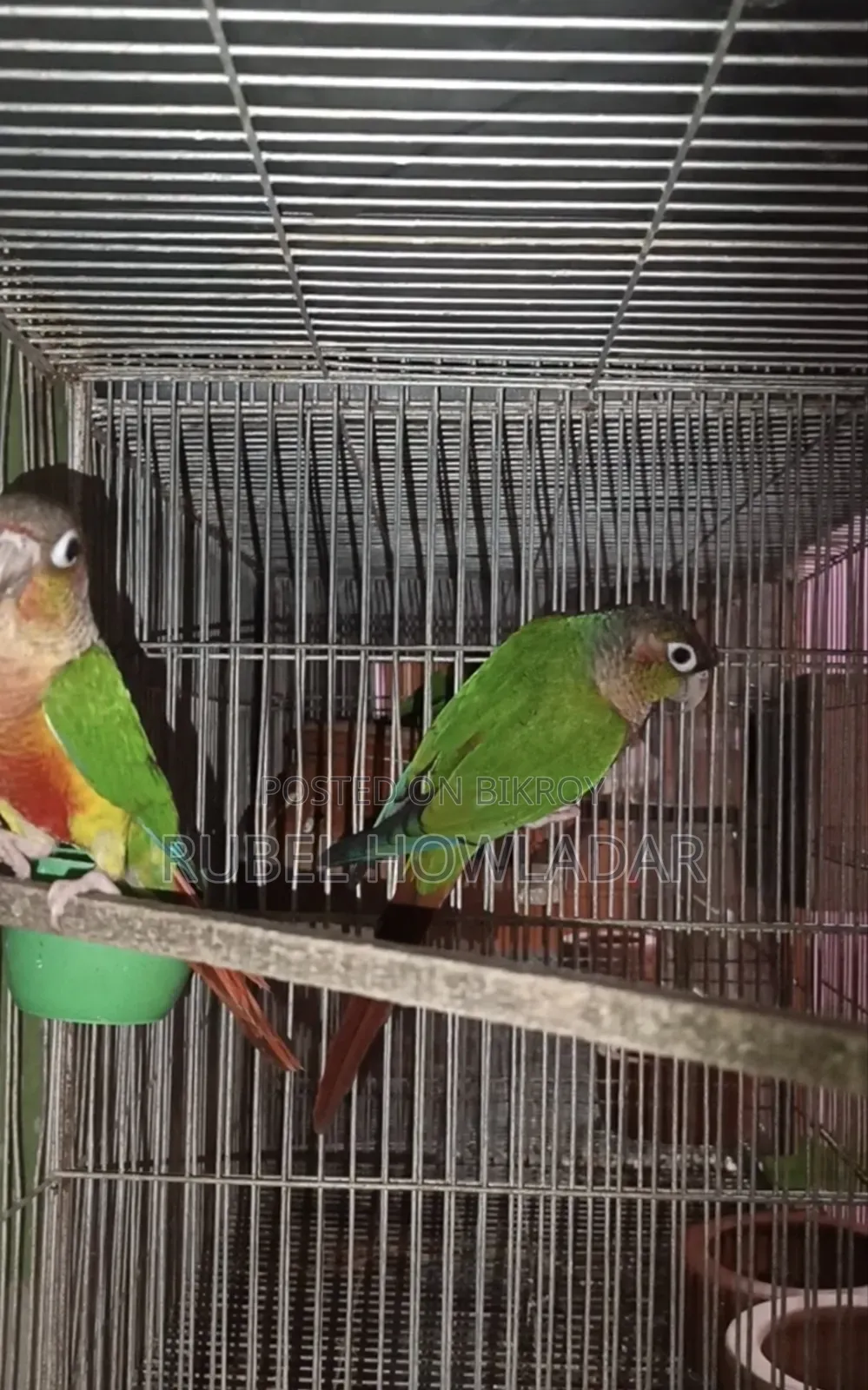 Green Cheek Conure Pair