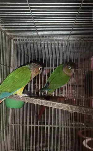 Green Cheek Conure Pair