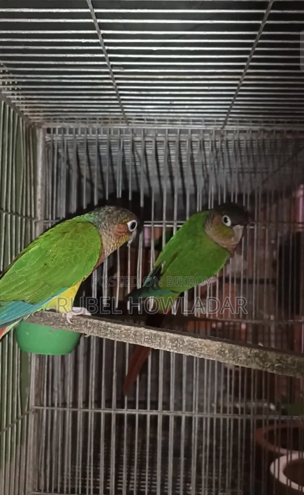 Green Cheek Conure Pair