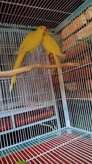 Ringneck Breeding Pair