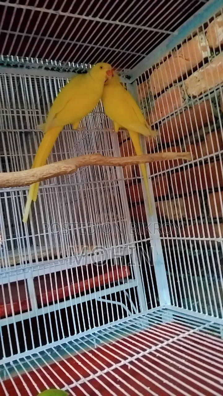 Ringneck Breeding Pair