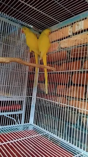 Ringneck Breeding Pair