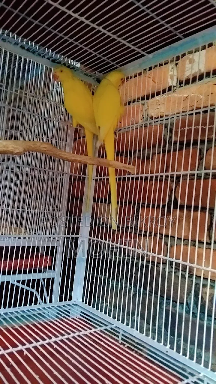 Ringneck Breeding Pair