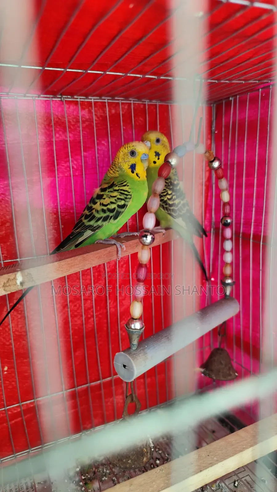 Budgerigar Birds
