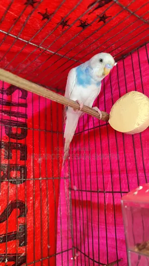 Budgerigar Birds