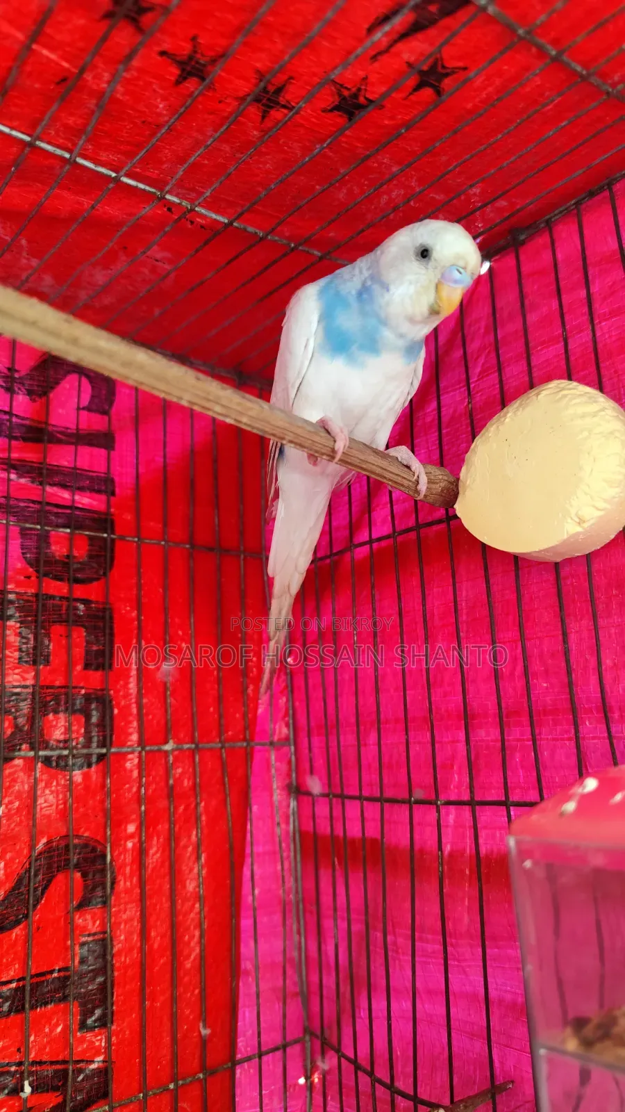 Budgerigar Birds