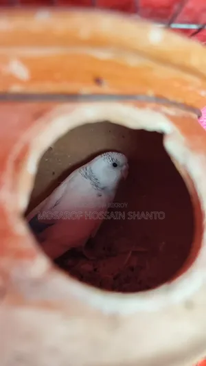 Budgerigar Birds
