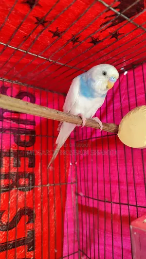 Budgerigar Birds