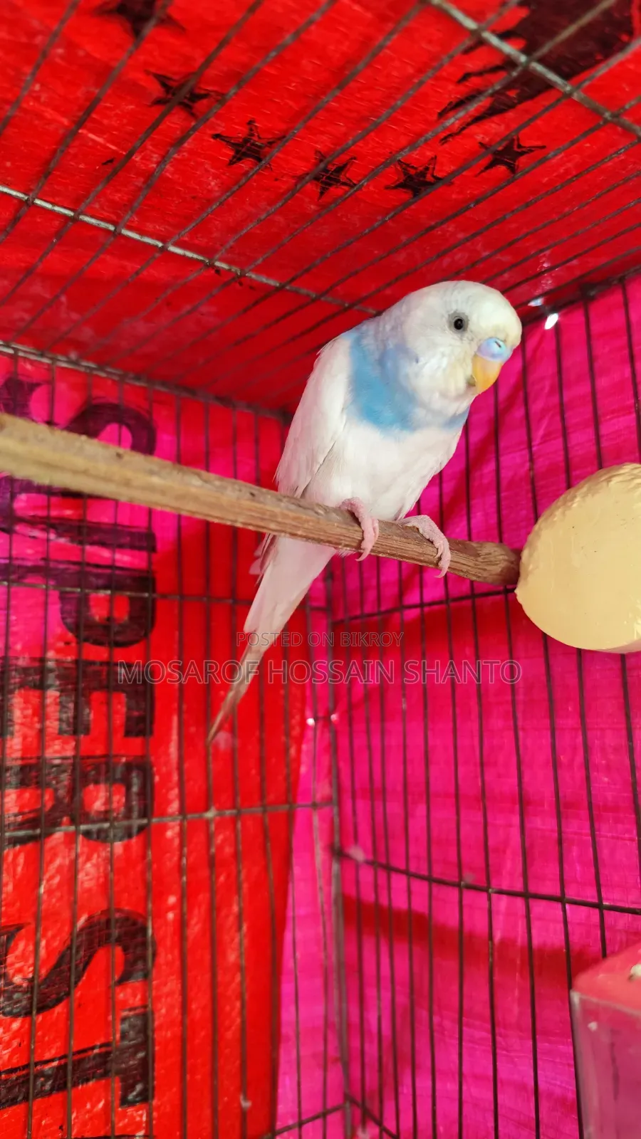 Budgerigar Birds