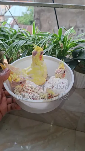 Lovebird Bird